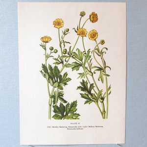 Wild flower Buttercup Botanical Art Print/ Wildflower Ranunculus Book Plate 57 Lithograph Wall Art to frame/ 7 3/4 X 10 3/8"