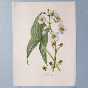 Wild flower Broadleaf Arrowhead Botanical Art Print/ Vintage Wildflower Wapato Book Plate 7 Lithograph Wall Art for framing/ 7 3/4 X 10 3/8&quot;