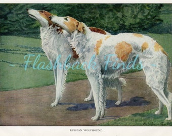 Borzoi Russian Wolfhound Dog Art Print/  Racing dog, Antique Book Plate, Wall Art by Louis Agassiz Fuertes for framing/ 6 3/4" X 9 5/8"