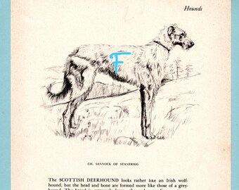 May include: A vintage black and white ink illustration of a Scottish Deerhound standing in a field, labeled Hounds and CH. SANNOCK OF STANERIGG. A blue letter F is superimposed over the dog's torso. The text describes the breed's physical traits.