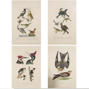 May include: Four vintage bird illustrations, printed on paper. The top left image shows a group of birds with yellow, green, and brown feathers. The top right image shows a group of birds with black, brown, and white feathers. The bottom left image shows a woodpecker with black, white, and red feathers. The bottom right image shows a brown and grey bird with a long tail.
