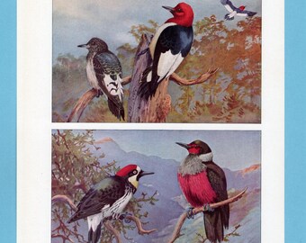 Può includere: Stampa vintage con illustrazioni dettagliate di picchi appollaiati sui rami. Gli uccelli presentano colori vivaci, tra cui rosso, nero, bianco e sfumature di marrone. Lo sfondo raffigura un paesaggio di foresta e montagna, creando una scena naturalistica.