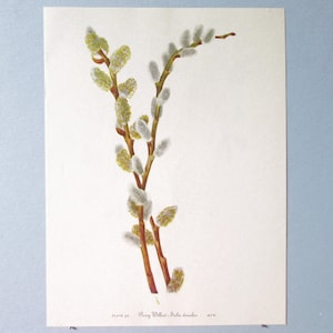 Wilde bloem Pussy Willow Botanical Art Print / Vintage Wildflower, Drummond's Willow Book Plate 92 Lithograph Wall Art voor het inlijsten / 8 "X 11"