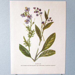 May include: A vintage botanical illustration featuring two types of flowers. The left side shows Scorpion weed (Phacelia purshii) with purple flowers and green leaves. The right side shows Wild Comfrey (Cynoglossum virginianum) with blue flowers and green leaves. The illustration is labeled "Plate 102".