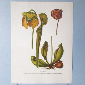 Wild flower Pitcher Plant Botanical Art Print/ Vintage Wildflower Trumpets Book Plate 73 Lithograph Wall Art to frame/ 7 3/4 X 10 3/8"