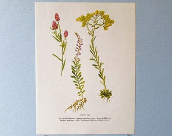 Wild flower Purple Milkwort Botanical Art Print/ Wildflower purple & yellow Book Plate 104 Lithograph Wall Art to frame/ 7 3/4 X 10 3/8"