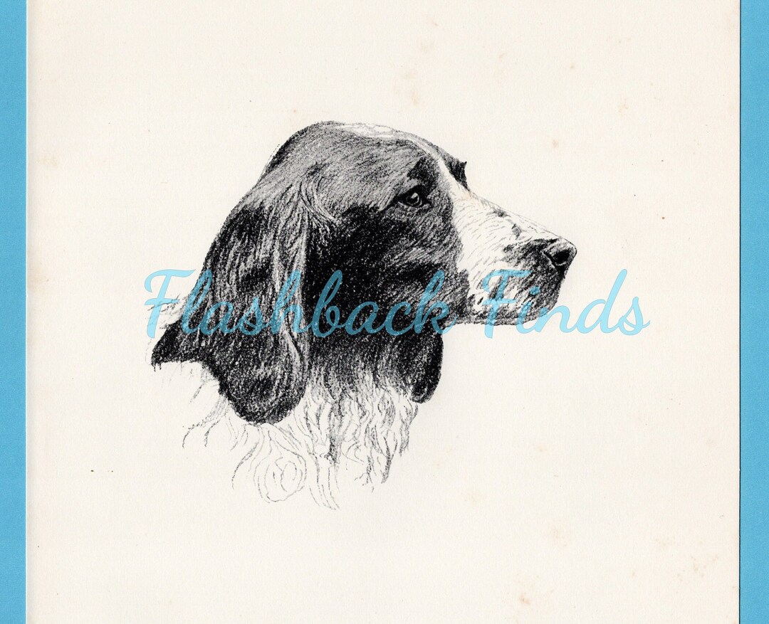 Welsh Springer Spaniel Dog Art Print by C Francis Wardle/ 1935 ...