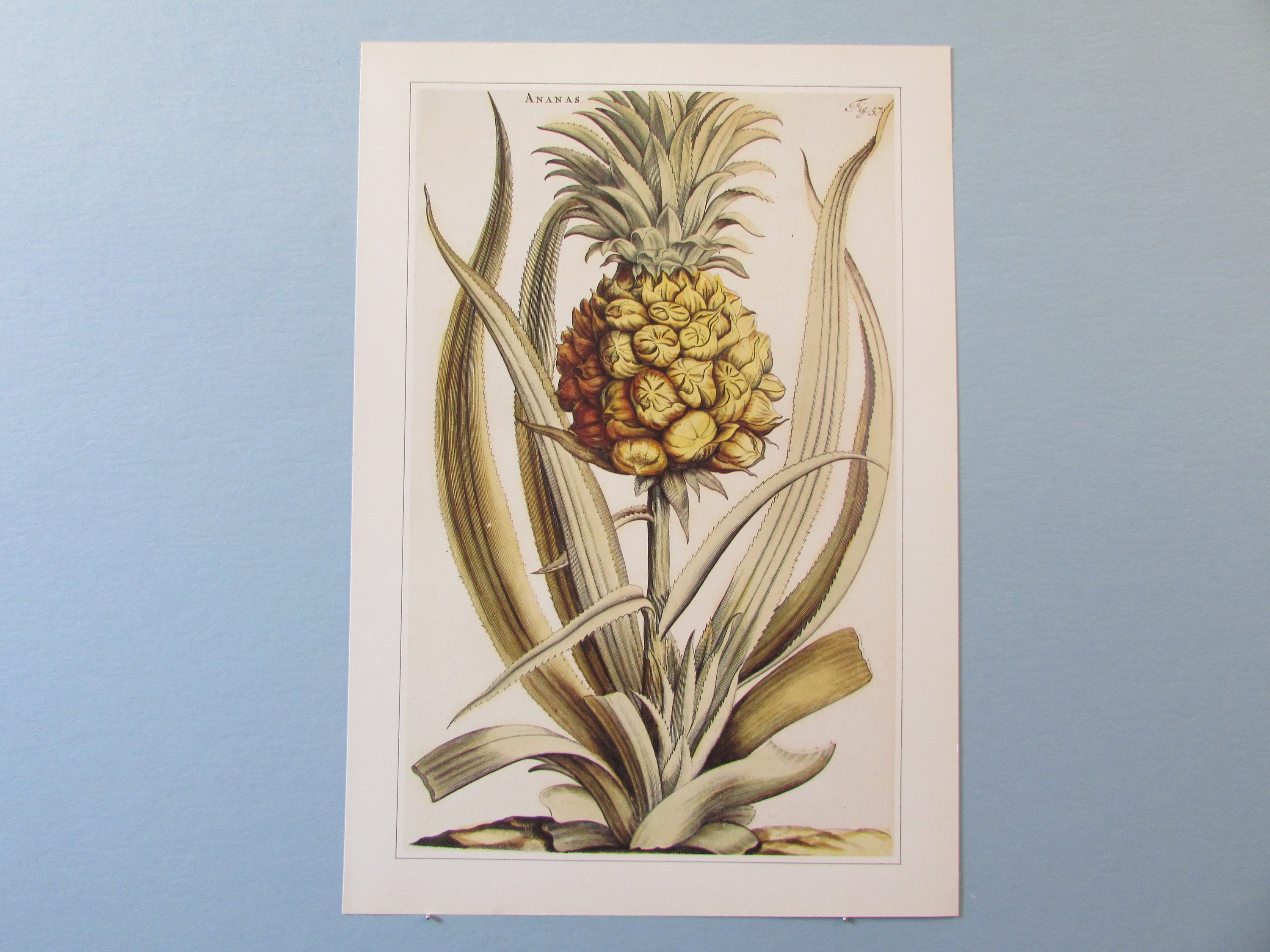 パイナップル植物植物アートプリント/ 1600年代のブックプレート