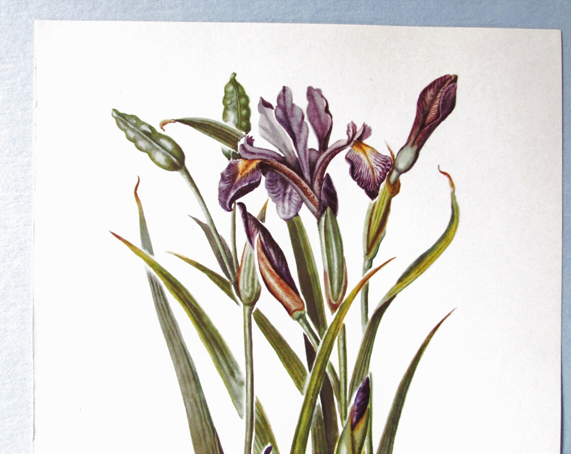 Wild flower Blue Flag Iris Botanical Art Print/ Vintage | Etsy
