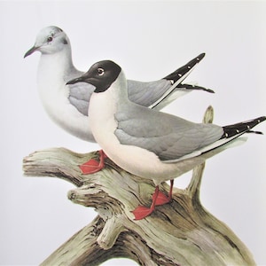 Bonaparte&#39;s Gull Bird Art Print, Book Plate/ 1970&#39;s Large Seagull Book Page Color Plate by Lansdowne for framing/ 10 1/8 X 14 1/4&quot;