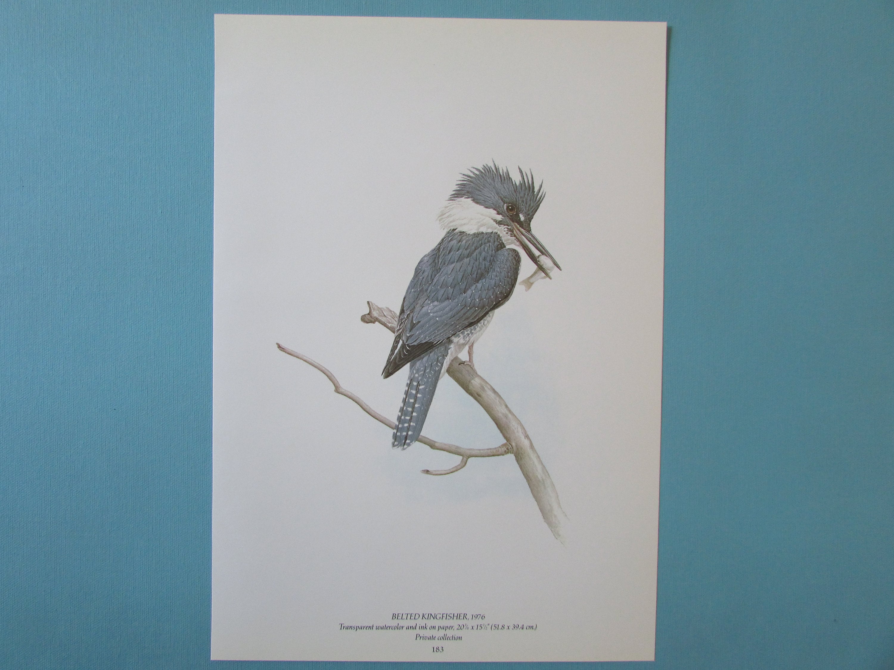 絵画J・HOOK KINGFISHER IN AN EXOTTC GARDEN 絵画J・HOOK KINGFISHER IN AN EXOTTC GARDEN（P1-White-Tailed