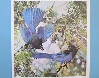 May include: Two blue jays with black heads and wings are perched on branches in a forest setting. The birds are facing each other with their wings spread out. The background is a blurred image of green trees and leaves.