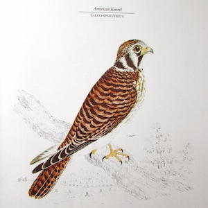 American Kestrel Bird Art Print, Book Plate/ 1800&#39;s Falcon Color Book Page Plate by William Pope for framing/ 9 3/4 X 12 1/4&quot;