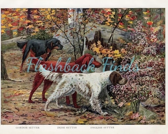 English, Irish, Gordon Setter Dog Art Print/ Hunting dog, Antique Book Plate, Wall Art by Louis Agassiz Fuertes for framing/ 6 3/4 X 9 5/8"