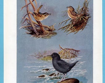 Può includere: Un'illustrazione vintage di tre uccelli nei loro habitat naturali. I due uccelli superiori sono marroni e marroni, appollaiati su canne e un nido. L'uccello inferiore è nero, in piedi su una roccia in un ruscello. Lo sfondo è azzurro.