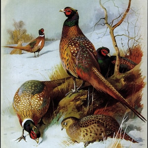 English Ring Necked Pheasant Bird Art Print/ Quail, Grey Partridge Book Page Color Plate by Archibald Thorburn to frame/ 9 5/8 X 12 1/4&quot;