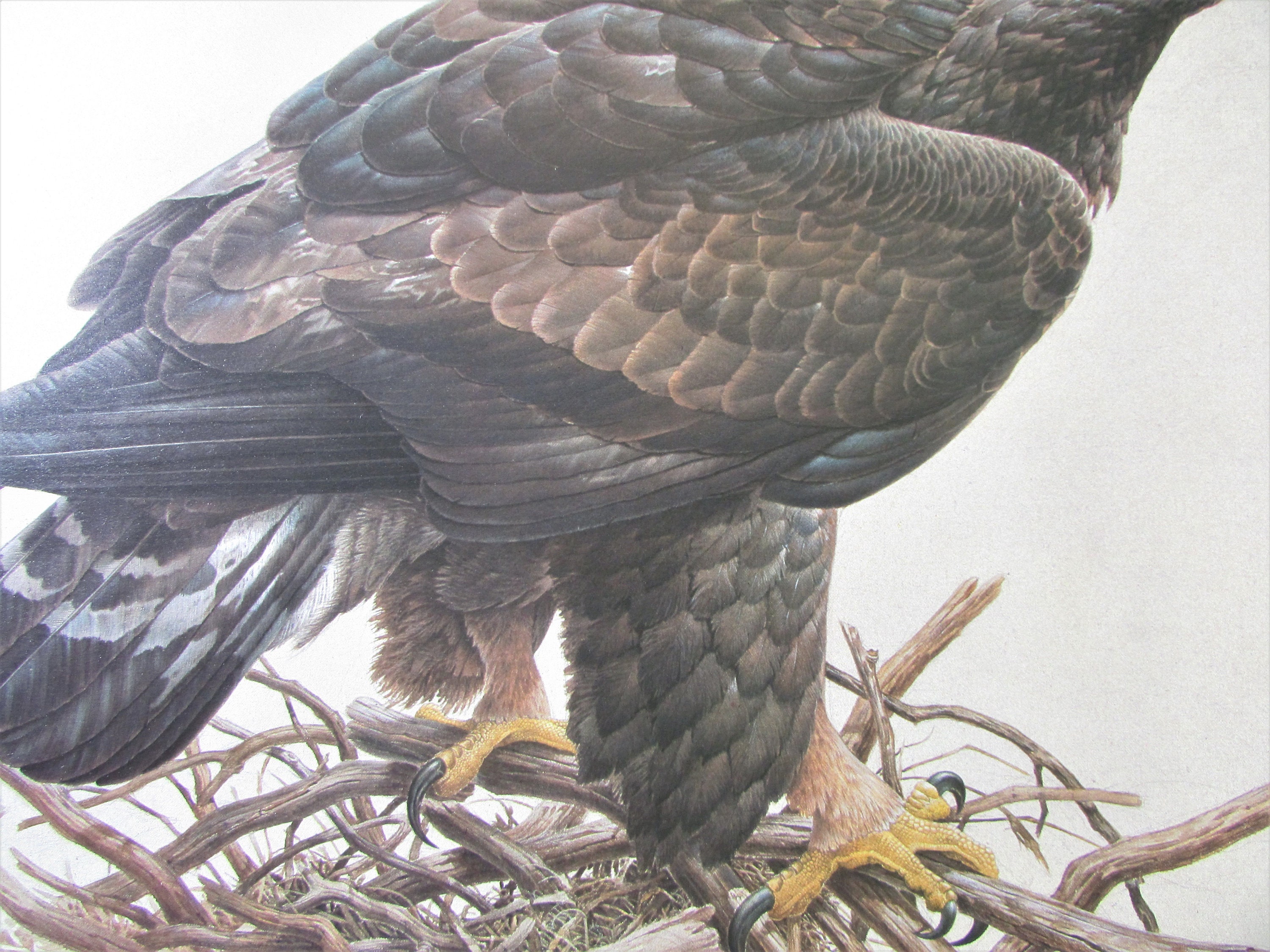Golden Eagle Bird Art Print, Book Plate/ 1970's Large Bird of Prey Book ...