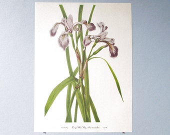 Pode incluir: Uma ilustração botânica vintage de uma grande bandeira azul, Iris versicolor, com flores roxas e brancas e folhas verdes. A ilustração é etiquetada como "Placa 54 Bandeira Azul Grande - Iris versicolor."