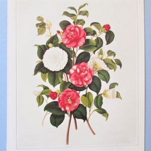 Japanese Camellia Flower Botanical Art Print/ 1800&#39;s Flower Book Plate Illustration Wall Art Botany by Pierre Joseph Redoute/ 9 3/4 X 14&quot;