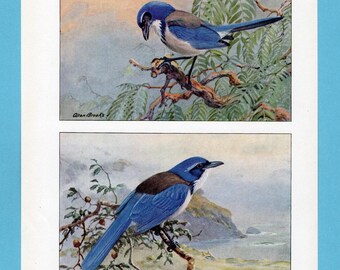 Può includere: Due illustrazioni di uccelli vintage. L'immagine in alto mostra un uccello blu e bianco appollaiato su un ramo. L'immagine in basso raffigura un uccello simile con il dorso marrone, appollaiato su un ramo con uno sfondo costiero. La firma dell'artista, "Allan Brooks", è visibile.