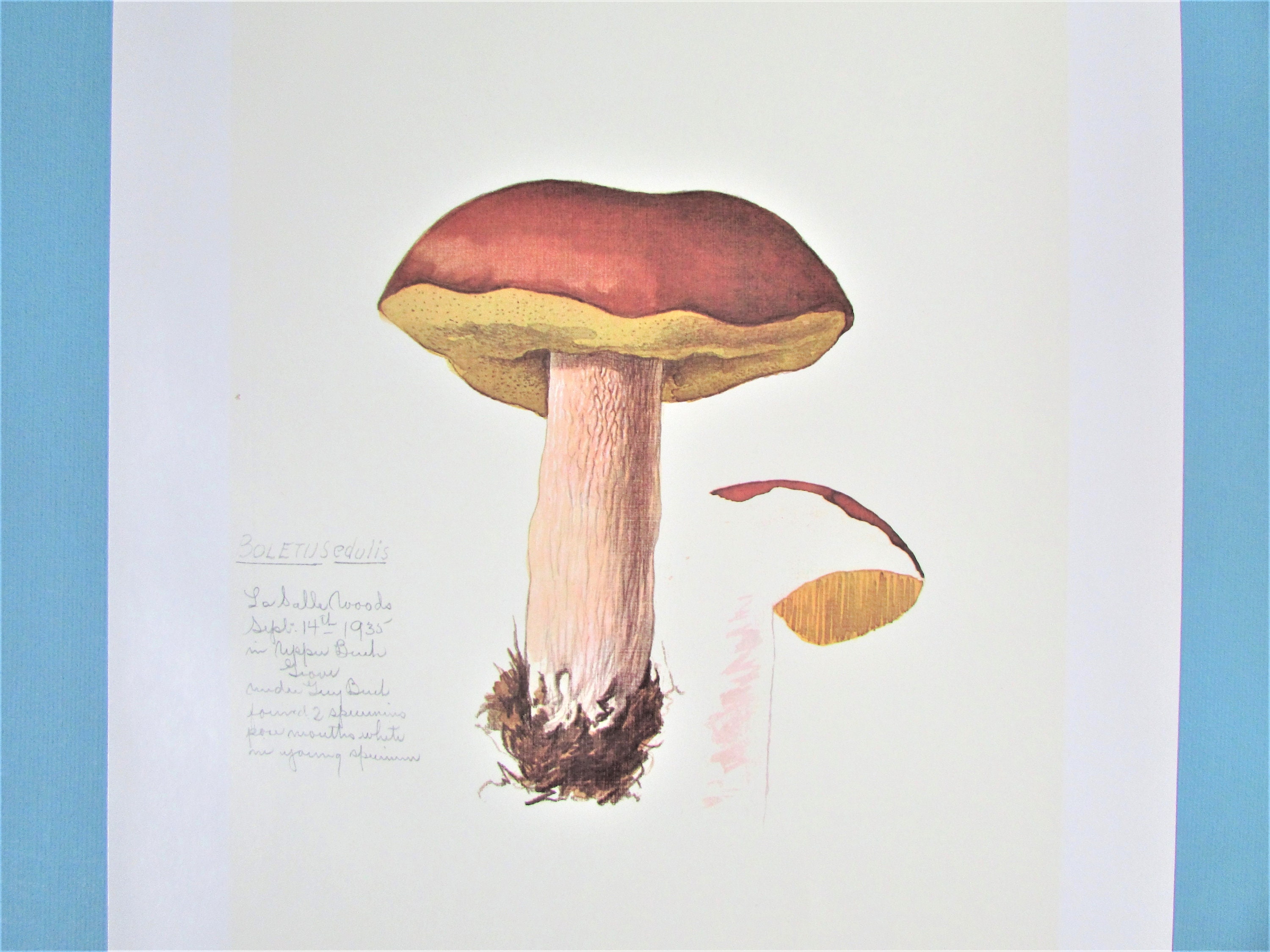 Porcini Bolete Mushroom Botanical Art Print Color Plate/ -  Portugal