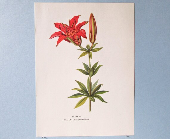 Vintage Lilium (Lily) Botanical Art Print Vintage Lilium (Lily) Botanical Art Print