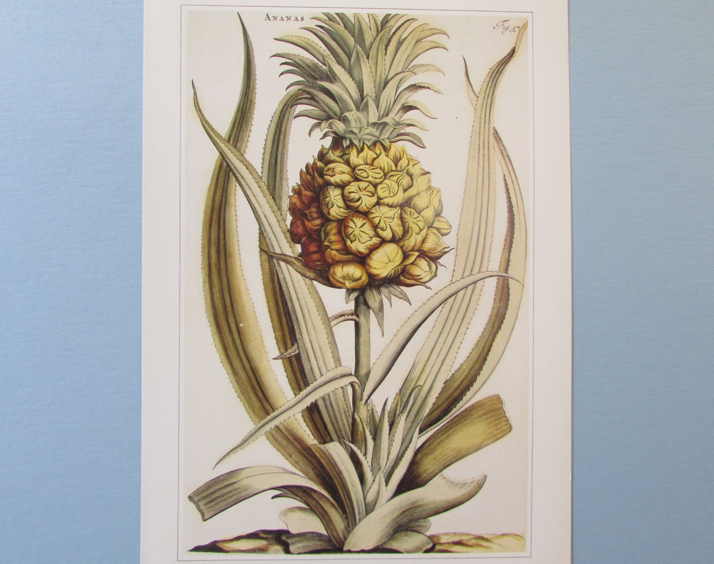 パイナップル植物植物アートプリント/ 1600年代のブックプレート