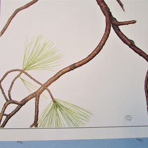 May include: A close-up of a pine branch with green needles and brown bark. The branch is against a white background. The text "BARN  COUTHR - 1989" is in the lower right corner of the image.