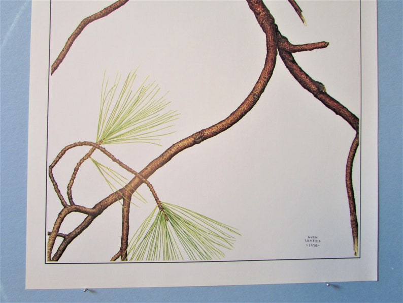 May include: A close-up of a pine branch with green needles and brown bark. The branch is against a white background. The text "BARN  COUTHR - 1989" is in the lower right corner of the image.