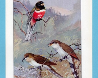 Può includere: Illustrazione vintage di tre uccelli appollaiati sui rami. L'uccello in alto ha la testa nera, il petto rosso e la coda a strisce bianche e nere. Gli altri due uccelli sono marroni e bianchi con code lunghe. Lo sfondo è un paesaggio morbido e attenuato.
