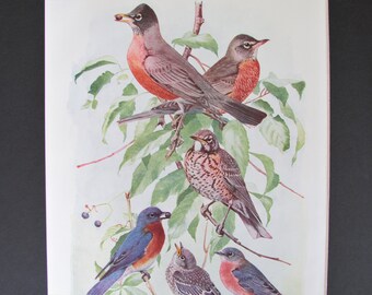 Robin & Bluebird Bird Print, Book Plate/ 1930's Book Page Color Plate Lithograph by Fuertes for framing/ 7 3/4" X 11"