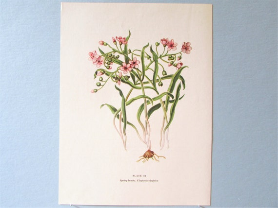 Wild Flower Spring Beauty Botanical Art Print/ Wildflower