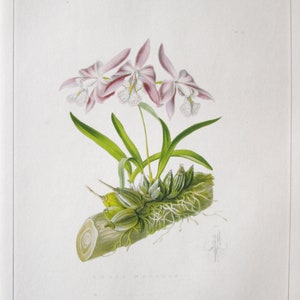 Mayflower Orchid Botanical Art Print/ 1800&#39;s Exotic Wild Flower, Book Plate Illustration Wall Art by Augusta Innes Withers/ 9 3/4 X 14&quot;