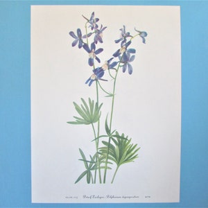 Wild flower Dwarf Larkspur Botanical Print, Color Plate/ Vintage Wildflower Book Plate 115 Lithograph Wall Art for framing/ 8 X 11"
