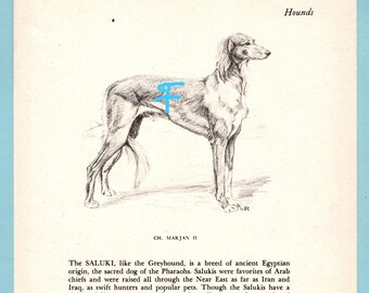 May include: A black and white ink illustration of a Saluki dog standing in profile, labeled Hounds and CH. MARJAN II. A bright blue digital mark is superimposed over the dog's torso. The print includes descriptive text about the breed's history.