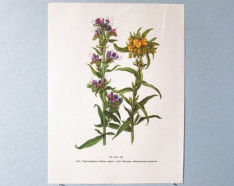 Wild flower Blugloss & Puccoon Botanical Art Print/ Vintage Wildflower Book Plate 147 Lithograph Wall Art to frame/ 7 3/4 X 10 3/8"