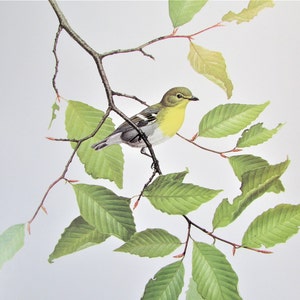Yellow-throated Vireo Bird Art Print, Book Plate/ 1970&#39;s Large Forest Bird Book Page Color Plate by Lansdowne for framing/ 9 1/2 X 13&quot;