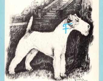May include: A black and white charcoal-style illustration of a standing Fox Terrier dog with a light blue letter F superimposed on its neck. The text CH. GLYNHIR GLADLY appears at the bottom, and the artist signature Gladys Emerson Cook is visible.