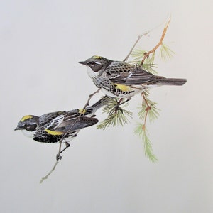 Myrtle Warbler Bird Art Print, Book Plate/ 1960&#39;s Large Forest Bird Book Page Color Plate by Lansdowne for framing/ 9 1/2 X 13&quot;