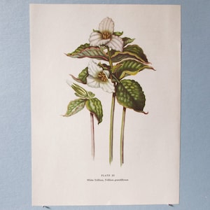 Impressão de arte botânica de trillium branco de flor selvagem/placa de livro de flores silvestres vintage 25 arte de parede de litografia para emoldurar/7 3/4 x 10 3/8"