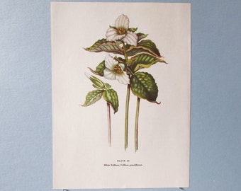 Wild flower White Trillium Botanical Art Print/ Vintage Wildflower Book Plate 25 Lithograph Wall Art for framing/ 7 3/4 X 10 3/8"