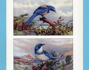 Può includere: Due illustrazioni vintage di uccelli blu. L'immagine in alto mostra un uccello blu appollaiato su un ramo, con uno sfondo paesaggistico. L'immagine in basso mostra un uccello simile in una posa diversa, anch'esso su un ramo, con un paesaggio. La firma dell'artista è visibile.