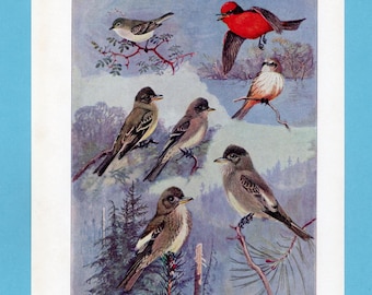 Può includere: Un'illustrazione di varie specie di uccelli, tra cui un vivace uccello rosso in volo. L'opera presenta raffigurazioni dettagliate di uccelli appollaiati su rami contro uno sfondo di un paesaggio nebbioso con alberi.