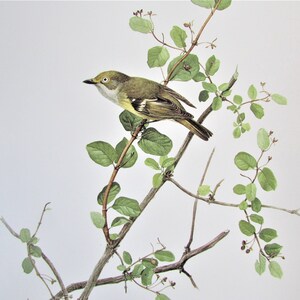 White-eyed Vireo Bird Art Print, Book Plate/ 1970&#39;s Large Forest Bird Book Page Color Plate by Lansdowne for framing/ 9 1/2 X 13&quot;