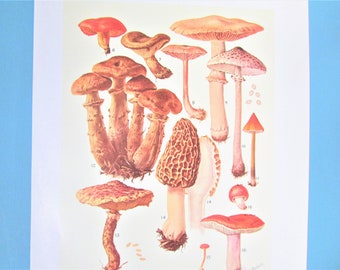 Morel, Rusulla Mushroom Botanical Art Print, Color Plate/ Vintage Mycology Book Plate 2 Watercolour Wall Art for framing/ 9 1/2" X 13"