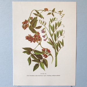 Puede incluir: Ilustración botánica de plantas de cacahuete y veza. La impresión presenta dibujos detallados de las hojas, flores y vides de las plantas en tonos verdes, marrones y morados. El texto "PLATE 92" es visible.