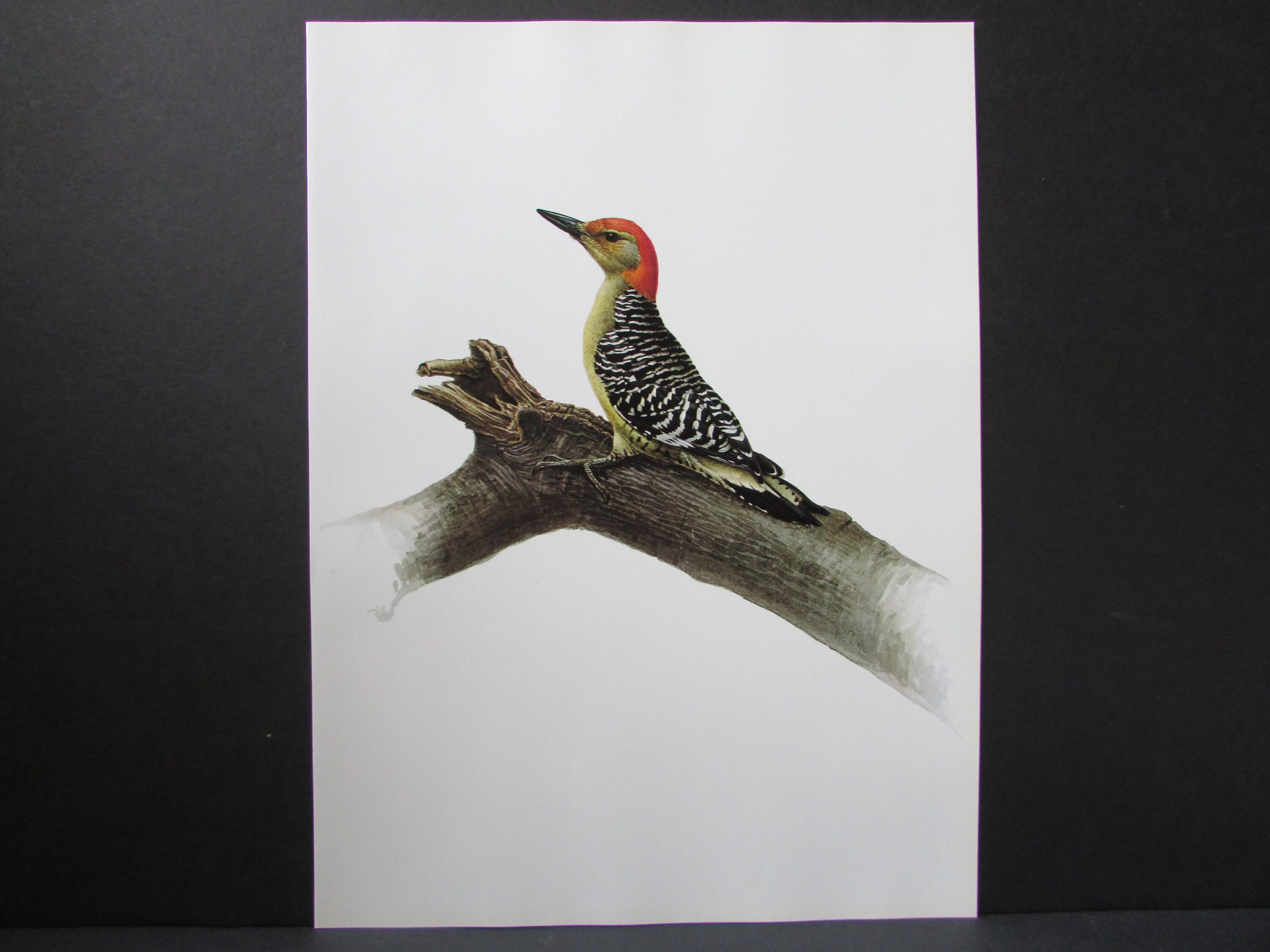 Red bellied Woodpecker Bird Art Print Book Plate/ 1960's | Etsy