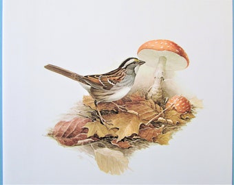 White Throated Sparrow Bird Art Print, Book Plate/ 1960's Large Woodland Bird Book Page Color Plate by Lansdowne for framing/ 9 1/2 X 13"