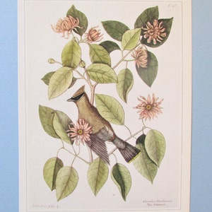 Carolina Allspice Flower, Plant Botanical Art Print/ 1700s Wild Flower Book Plate Illustration Wall Art by Mark Catesby/ 9 3/4 X 14"