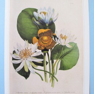 Garden Flowers, Water Lily Botanical Art Print/ Floral Bouquet Book Plate Illustration Wall Art decor for framing/ 9 3/4 X 14"